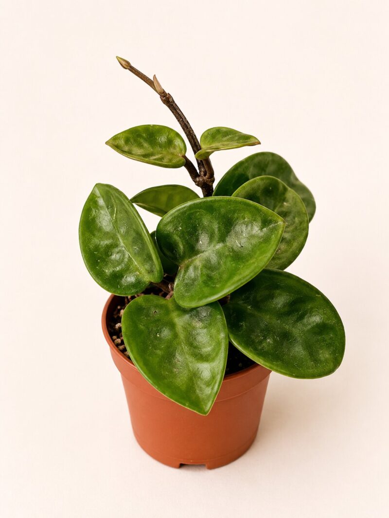 Хоя Карноза "Кринкъл 8" / Hoya Carnosa ‘Krinkle 8’