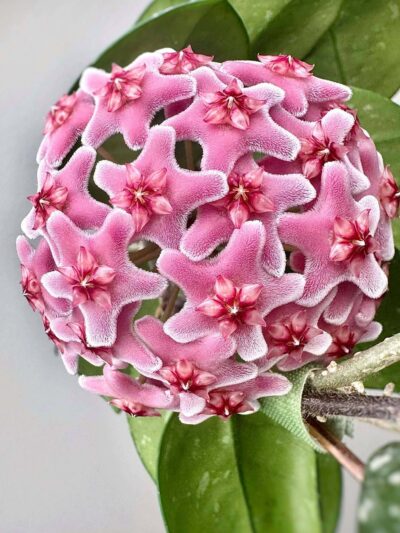 hoya-carnosa-speckles-blossom