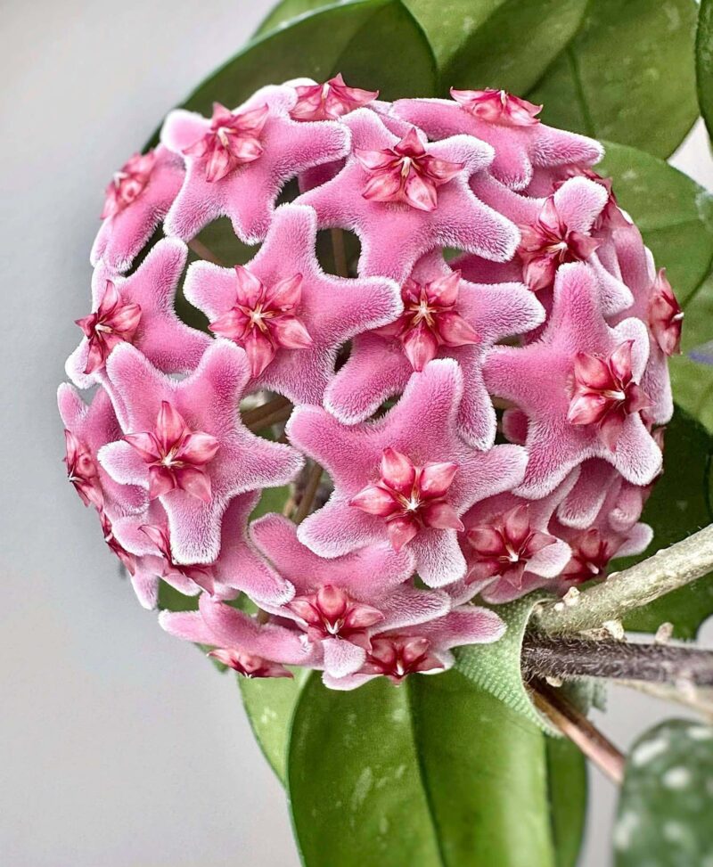 Хоя карноза "Спеклес" / Hoya Carnosa Speckles