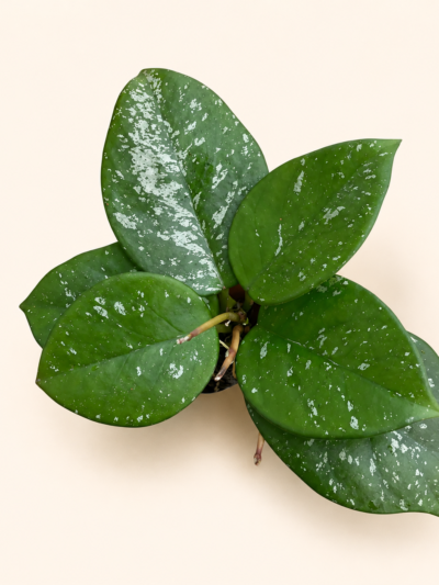 Хоя карноза "Спеклес" / Hoya Carnosa Speckles