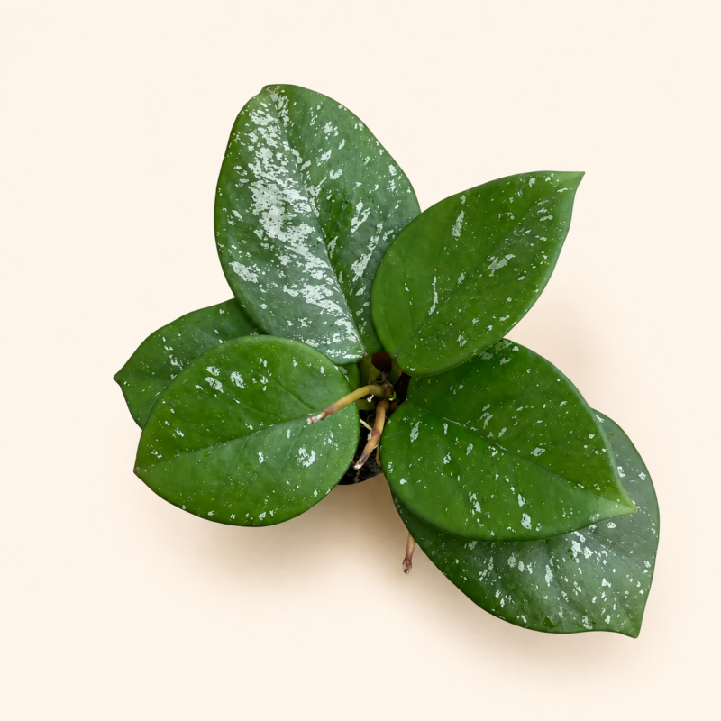Хоя карноза "Спеклес" / Hoya Carnosa Speckles