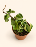 Хоя "компакта" / Hoya 'compacta'