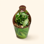 Хоя "компакта" / Hoya 'compacta'