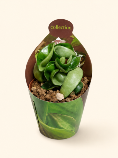 Хоя "компакта" / Hoya 'compacta'