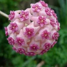 hoya-flamingo-dream-tsvqt.jpg