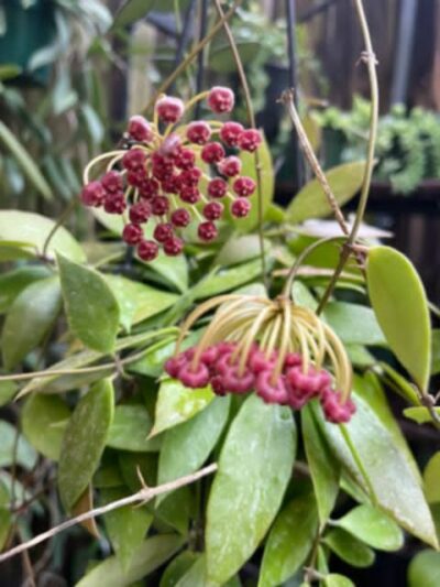 hoya-gracilis-1