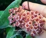 Хоя карноза "Грацилис" / Hoya Carnosa "Gracilis"