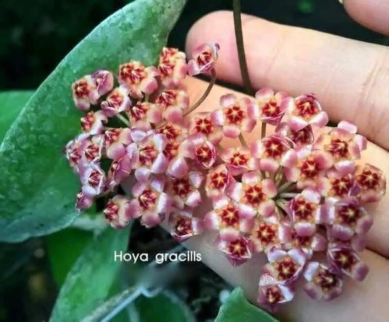 Хоя карноза "Грацилис" / Hoya Carnosa "Gracilis"