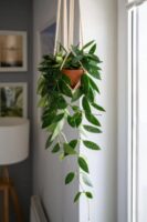 Хоя карноза "Грацилис" / Hoya Carnosa "Gracilis"