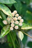 Хоя лакуноза ‘Амарило’ / Hoya lacunosa 'Amarillo'