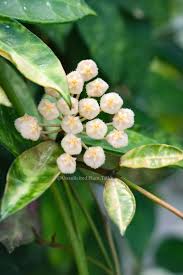 Hoya-Lacunosa-Amarillo-05.jpg