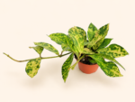 Хоя лакуноза ‘Амарило’ / Hoya lacunosa 'Amarillo'