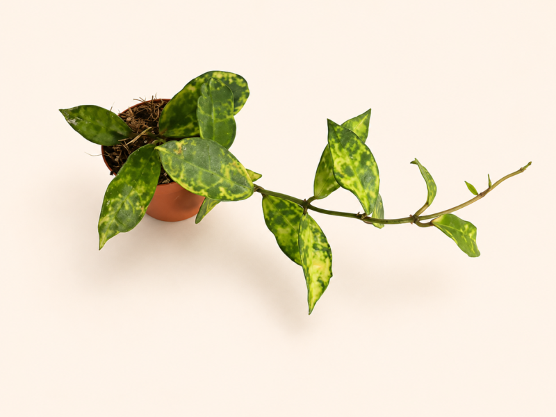 Хоя лакуноза ‘Амарило’ / Hoya lacunosa 'Amarillo'