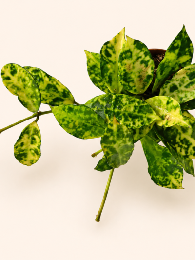 Хоя лакуноза ‘Амарило’ / Hoya lacunosa 'Amarillo'