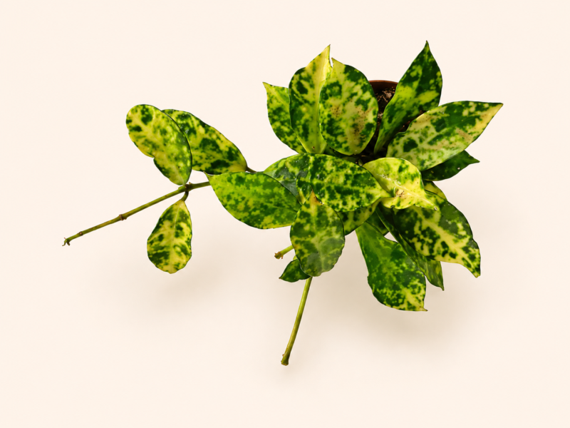 Хоя лакуноза ‘Амарило’ / Hoya lacunosa 'Amarillo'