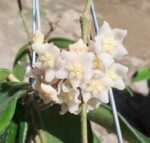 Хоя Вангвиенгиензис / Hoya Vangviengiensis