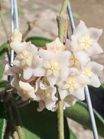 Hoya-vangviengiensis-1