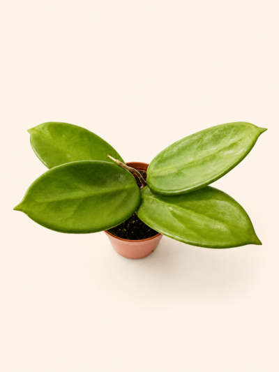 Хоя Вангвиенгиензис / Hoya Vangviengiensis