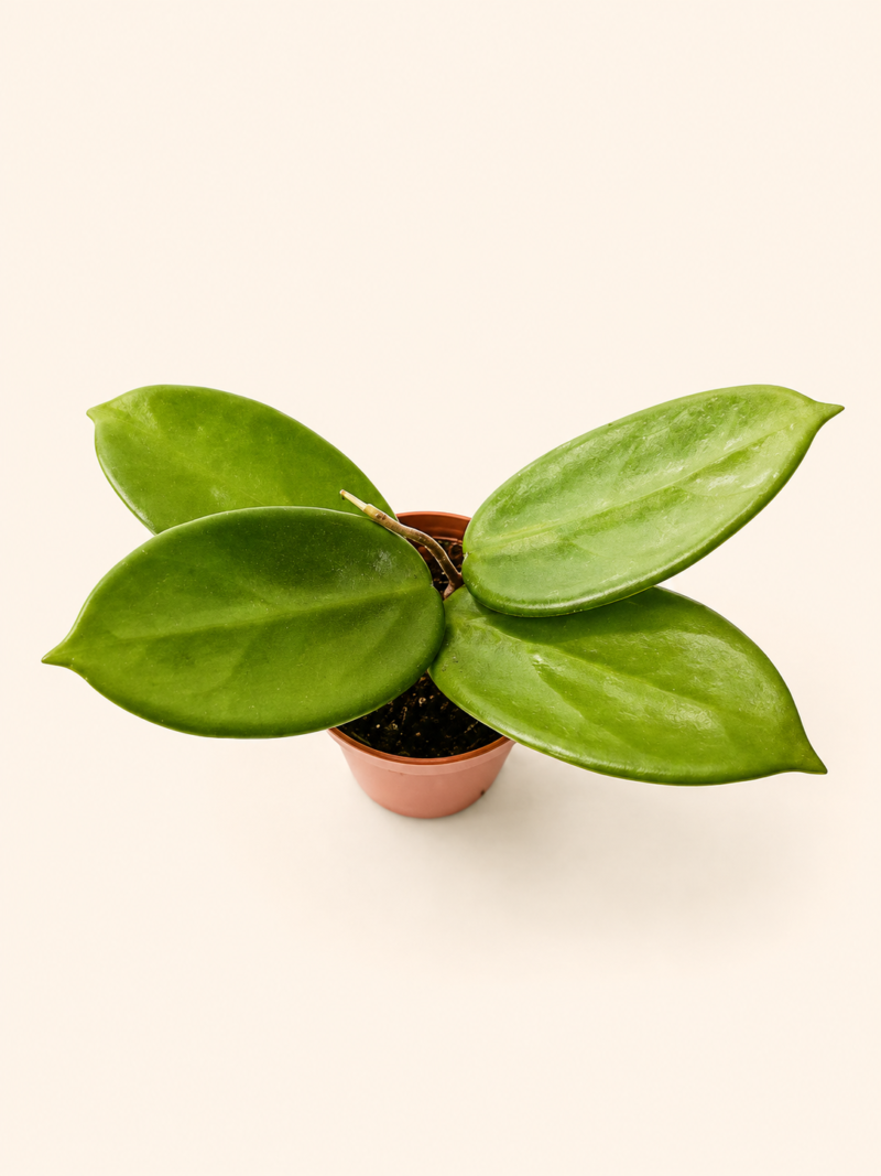 Хоя Вангвиенгиензис / Hoya Vangviengiensis