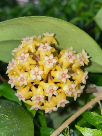 Hoya-vitellina-Super-Splash-tsvqt.jpg