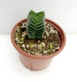 Красула "Храмът на Будда" / Crassula Buddha’s Temple