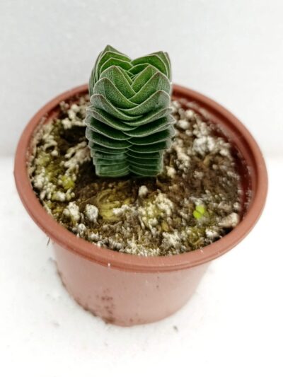 Красула "Храмът на Будда" / Crassula Buddha’s Temple