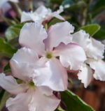 Пахиподиум Саундерсий / Pachypodium Saundersii