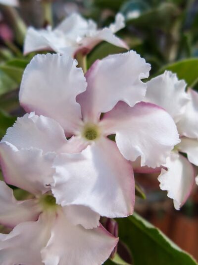 Пахиподиум Саундерсий / Pachypodium Saundersii