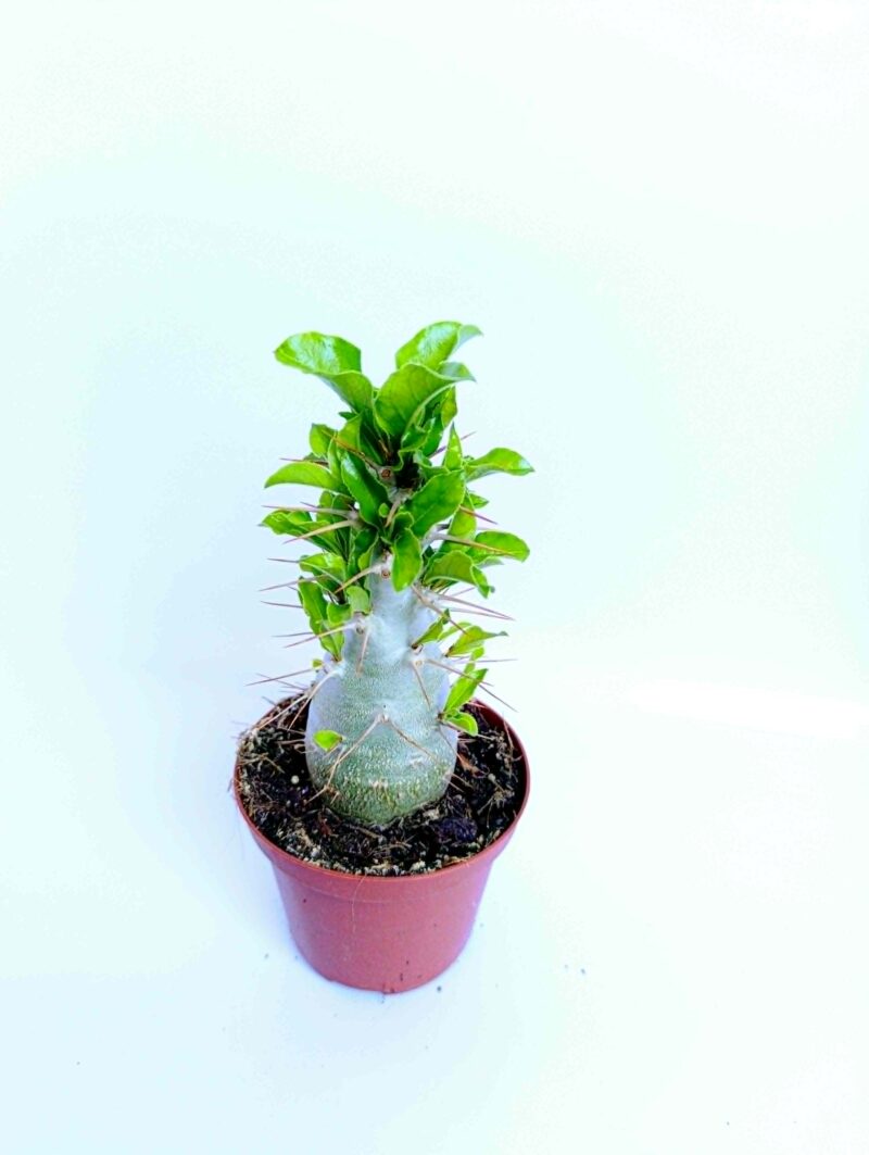 Пахиподиум Саундерсий / Pachypodium Saundersii