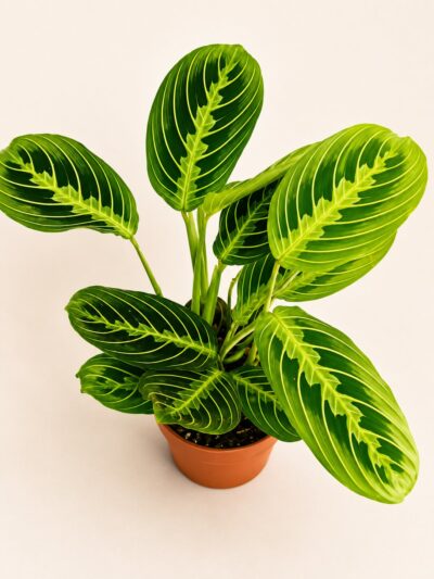 Маранта Лимон / Maranta Lemon Lime