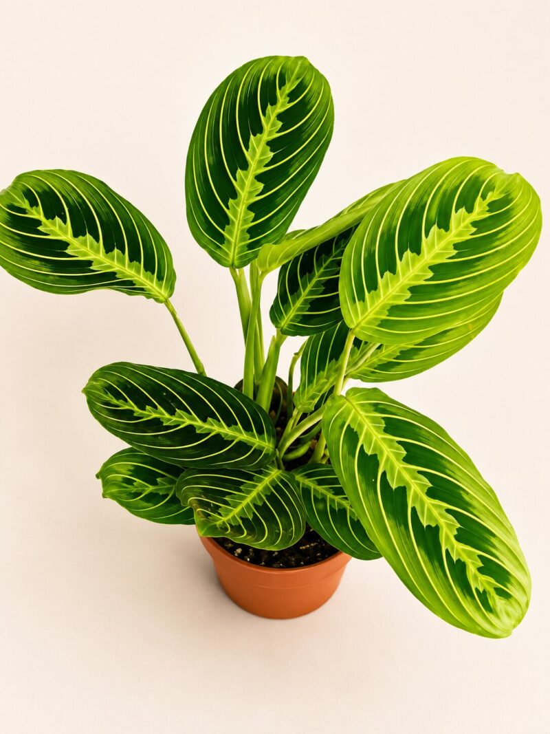 Маранта Лимон / Maranta Lemon Lime