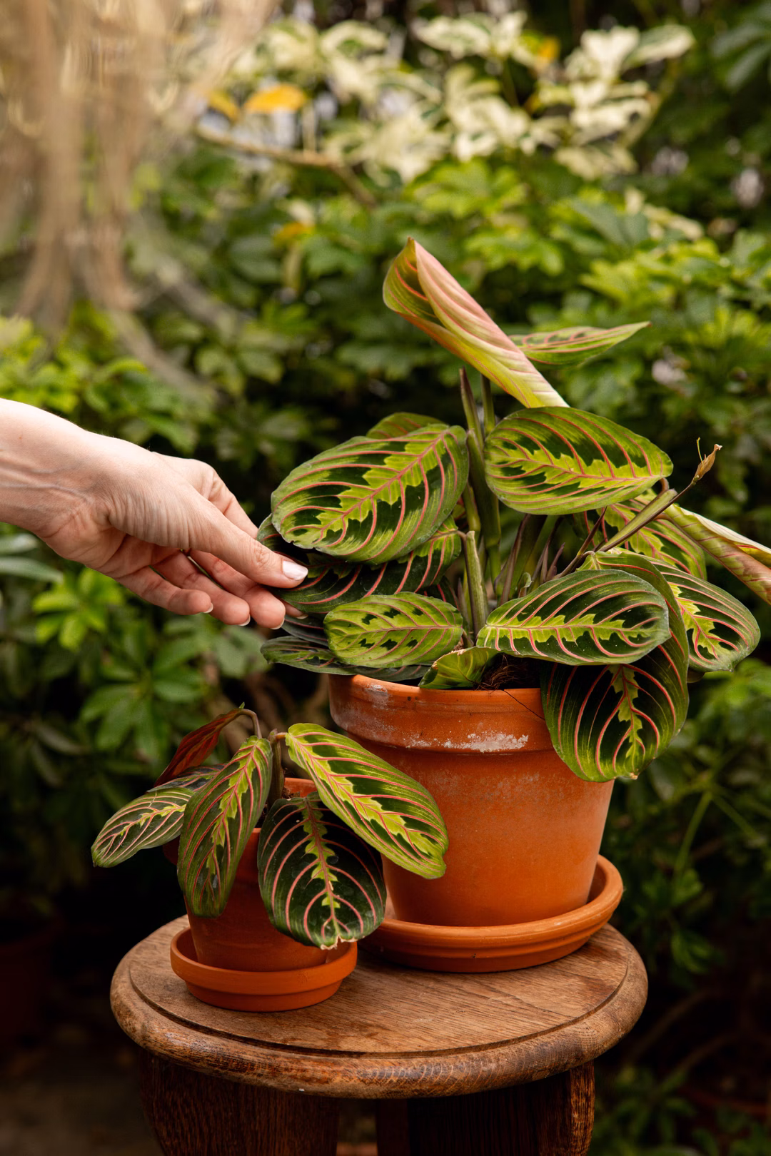 Maranta_Leuconora_05_57ed7d7b79