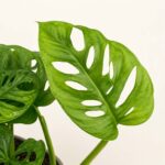 Монстера Мънки Лийв / Monstera Monkey Leaf