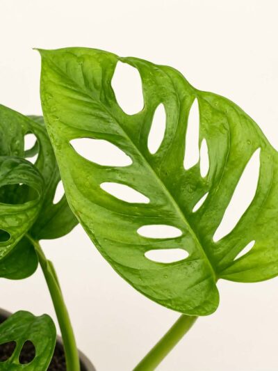 monstera-monkey-leaf-dmplantsbg-01