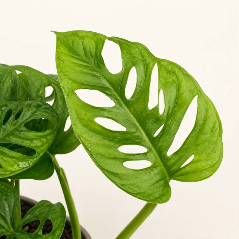 Монстера Мънки Лийв / Monstera Monkey Leaf