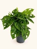 Монстера Мънки Лийв / Monstera Monkey Leaf