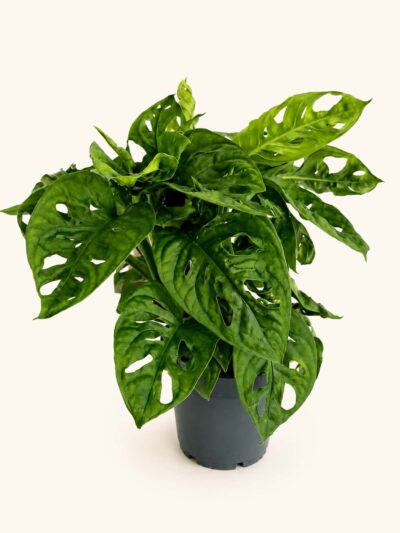 Монстера Мънки Лийв / Monstera Monkey Leaf