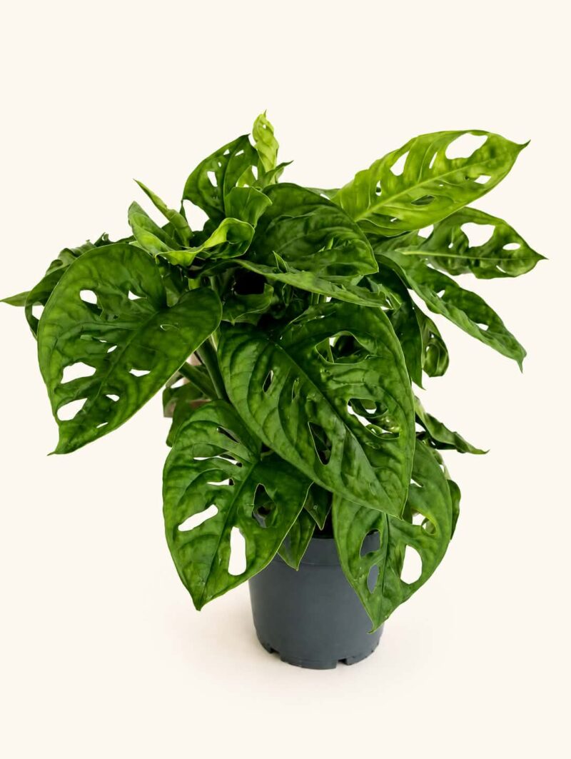 Монстера Мънки Лийв / Monstera Monkey Leaf