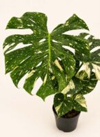 Монстера Тай Констилейшън / Monstera Thai Constellation
