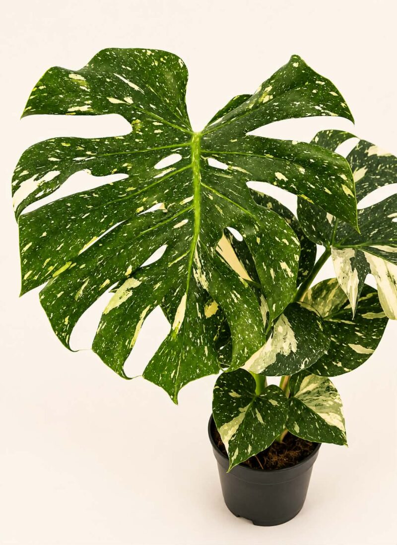 Монстера Тай Констилейшън / Monstera Thai Constellation