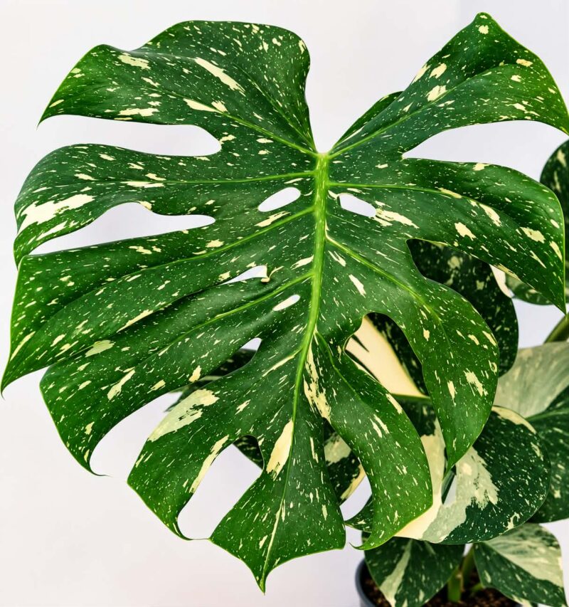 Монстера Тай Констилейшън / Monstera Thai Constellation