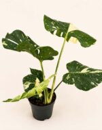 Монстера Тай Констилейшън / Monstera Thai Constellation