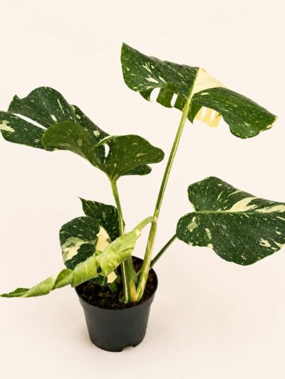 monstera-thai-constellation-dmplantsbg-03