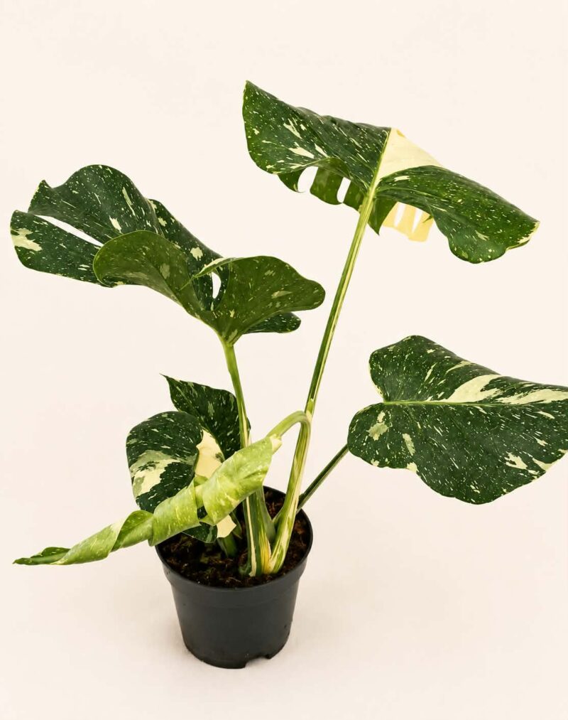 Монстера Тай Констилейшън / Monstera Thai Constellation
