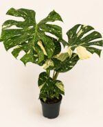 Монстера Тай Констилейшън / Monstera Thai Constellation