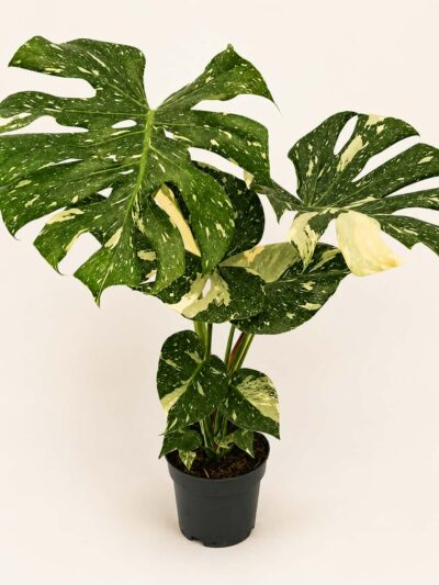 Монстера Тай Констилейшън / Monstera Thai Constellation