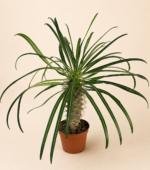 Мадагаскарска палма / Пахиподиум Геайи / Pachypodium Geayi