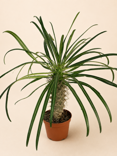 Мадагаскарска палма / Пахиподиум Геайи / Pachypodium Geayi