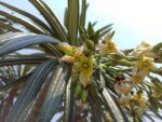 Мадагаскарска палма / Пахиподиум Геайи / Pachypodium Geayi