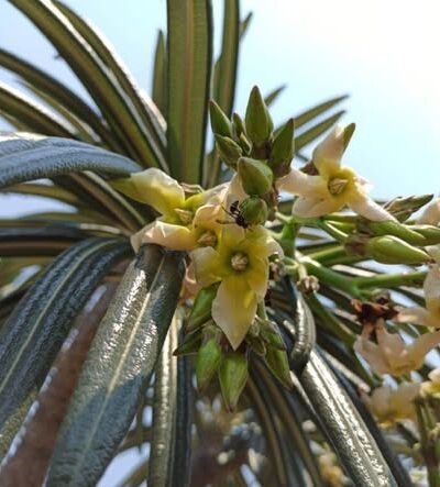 Pachypodium-Geayi-suculenti-1.jpg